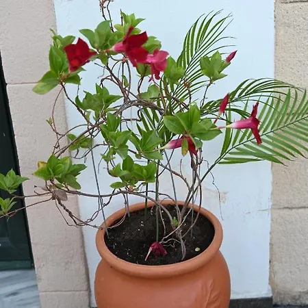 Anthias * Αρχάγγελος