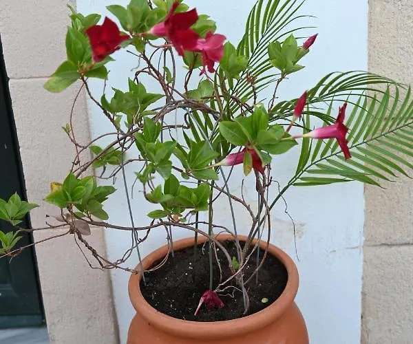 Anthias * Archangelos (Rhodes)